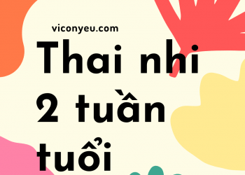 Thai nhi 2 tuần tuổi- Cuộc gặp gỡ giữa tinh trùng và trứng