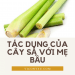 Tác dụng của cây sả đối với mẹ bầu
