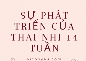 Sự phát triển của thai nhi 14 tuần