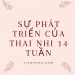 Sự phát triển của thai nhi 14 tuần