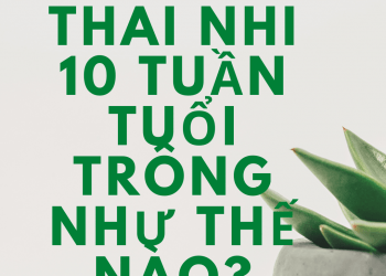 Thai nhi 10 tuần tuổi trông như thế nào?