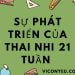 Sự phát triển của con yêu 21 tuần tuổi
