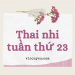 Sự phát triển của thai nhi 23 tuần tuổi