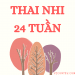 Sự phát triển của thai nhi 24 tuần tuổi